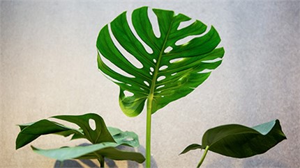 為什么在店里長得好好的植物，買回家就命都沒了？